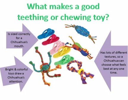 Collection of teething toys for Chihuahua